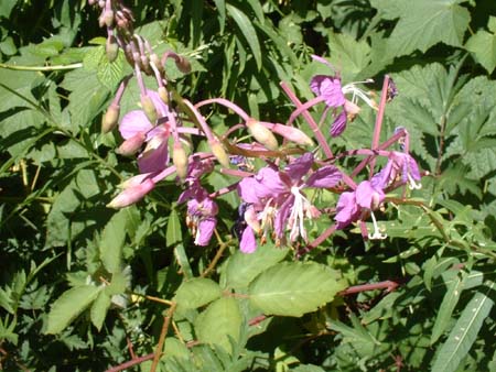 DSCF0026