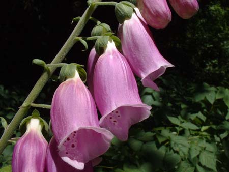 DSCF0028