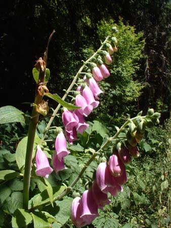DSCF0029