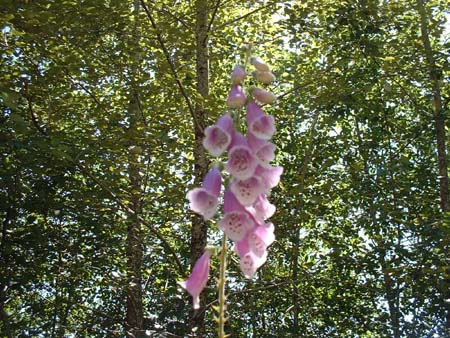 DSCF0035