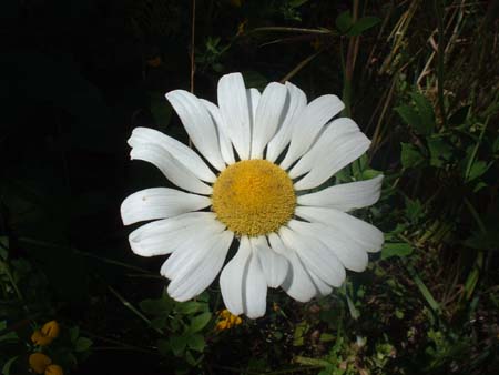 DSCF0036