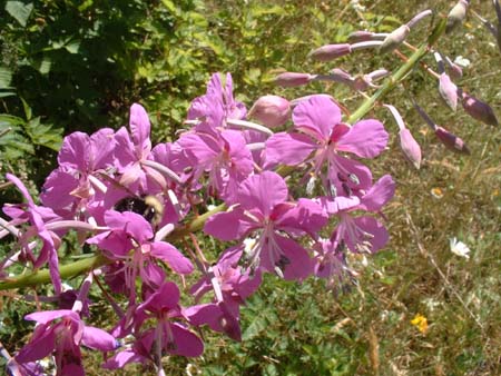 DSCF0041