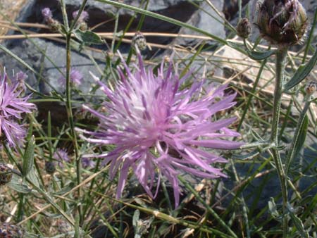 DSCF0096