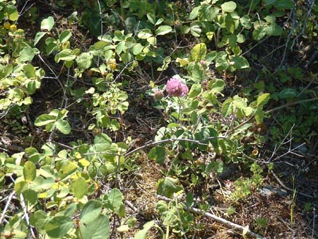 DSCF0099