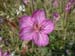 DSCF0196
