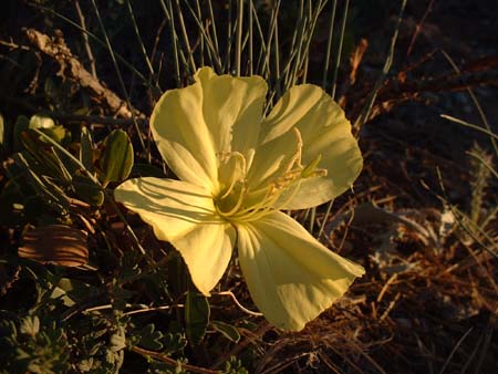 DSCF0245