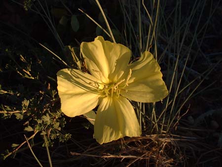 DSCF0246