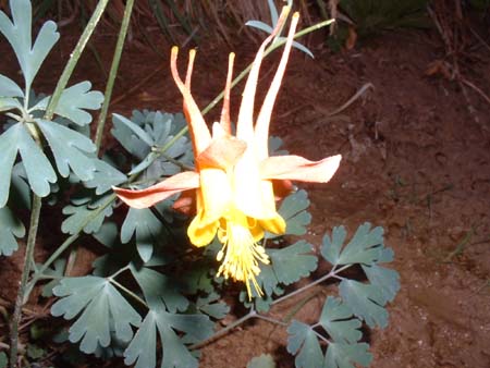 DSCF0337