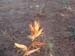 DSCF0248